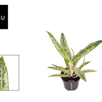 Aglaonema Matcha Lemon