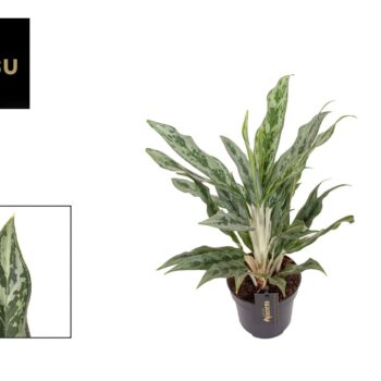 Aglaonema Greyhound