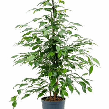 Ficus benjamina 'Danita' Tuft