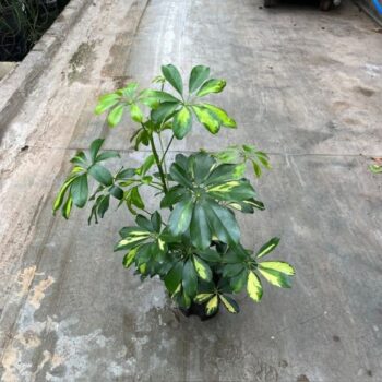 Schefflera golden capella 2pp 13/12 h35