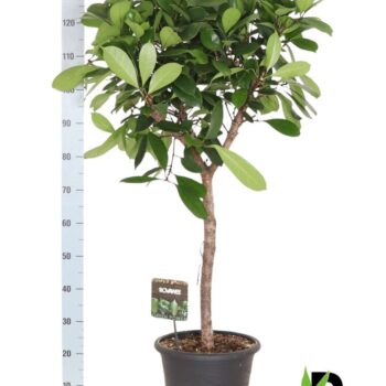 Ficus Cyathistipula
