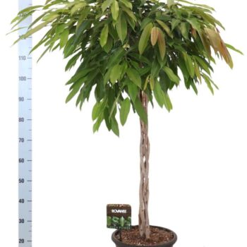 Ficus Amstel King