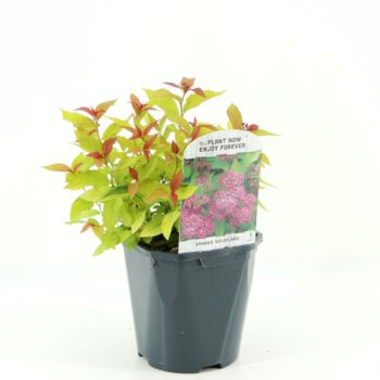 Spiraea jap. Goldflame