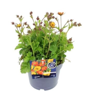 Geum Cocktails Alabama Slammer