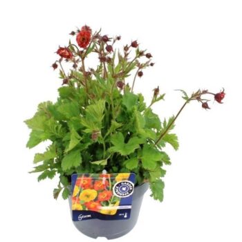 Geum rivale Flames of Passion