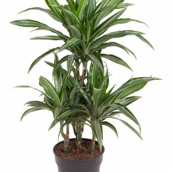 Dracaena Ulises