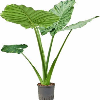 Alocasia macrorrhizos Bush