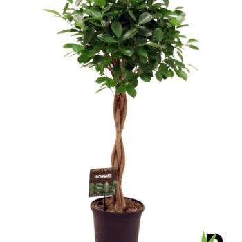 Ficus Moclame