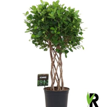 Ficus Moclame