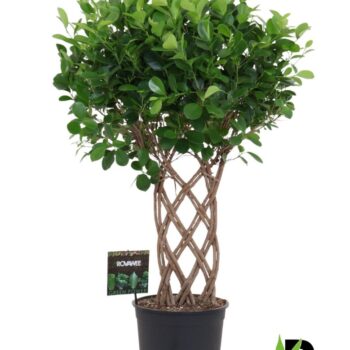 Ficus Moclame
