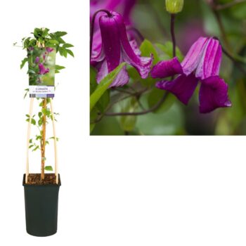 Clematis vit. 'Queen Mother' PBR +light label