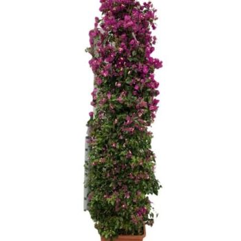 BOUGAINV PYR 35