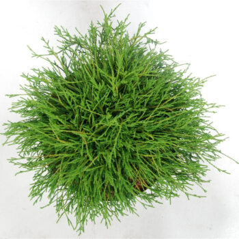 Chamaecyparis p. 'Filifera Nana'