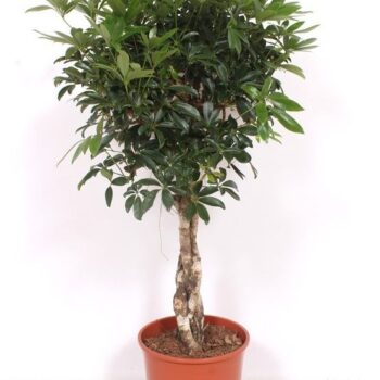 Schefflera arboricola 'Compacta'