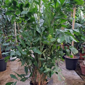 Caryota Mitis