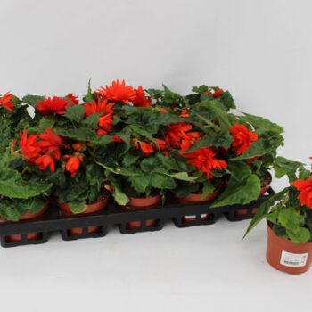 Begonia Tenella Orange