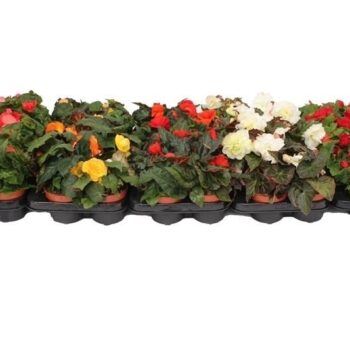 Begonia Tenella Mix