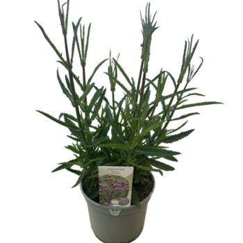 Verbena Bonariensis 'Lollipop'