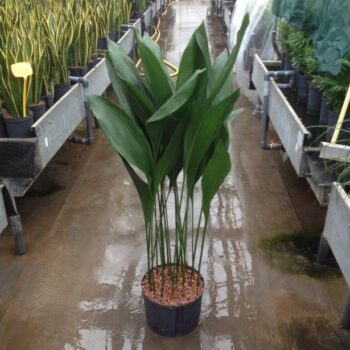 Aspidistra 28/19 h130