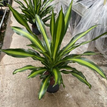Dracaena Burley