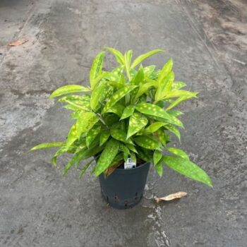 Dracaena Surculosa Mike