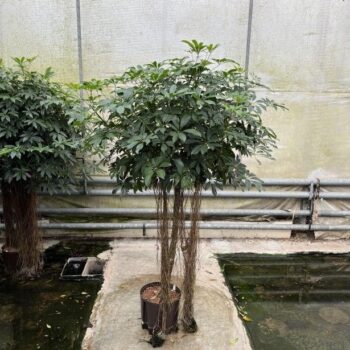 Schefflera compacta stam 32/28 h170/180