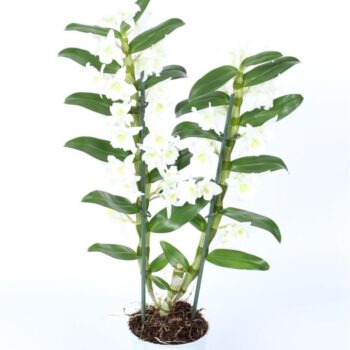 Dendrobium Nobile