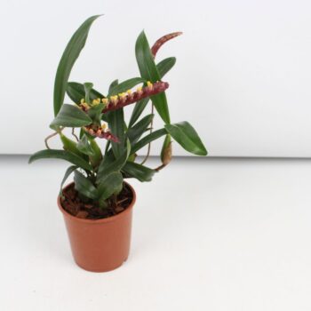 Bulbophyllum