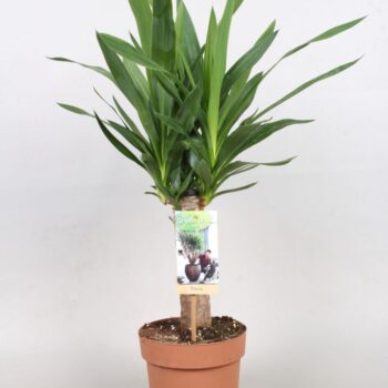Yucca 30cm. enkele stam