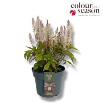 Tiarella 'Pink Sky Rocket'