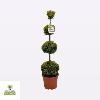 Buxus sempervirens Quattro bol