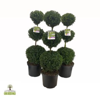 Buxus sempervirens Trio bol