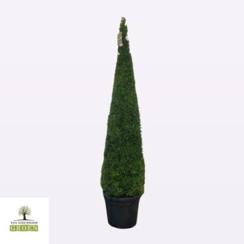 Buxus sempervirens Piramide 190-200