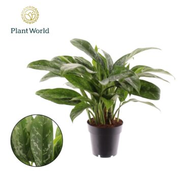 Aglaonema Green Lady (Decorum)