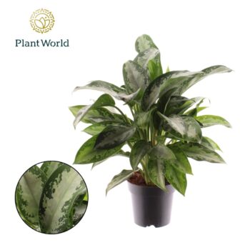 Aglaonema Jubilee Petit (Decorum)