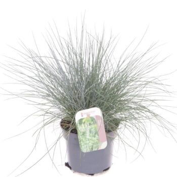 Festuca glauca Elijah Blue