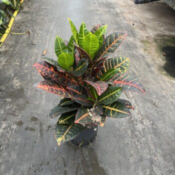 Croton petra 1pp 18/19 h50