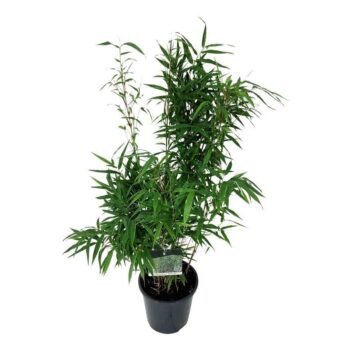 Fargesia robusta 'Wenchuan'