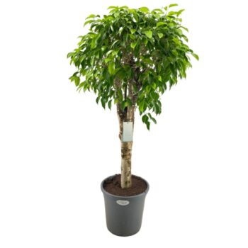 Ficus Columnar