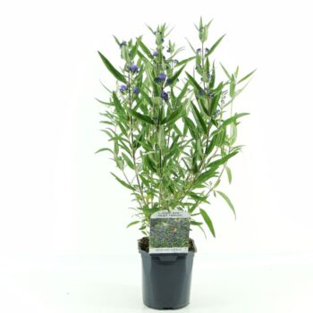 Caryopteris cland. Kew Blue