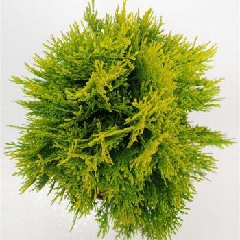 Thuja occ. &#039;Aurea Nana&#039;