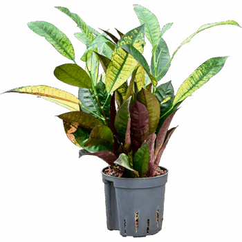 Croton (Codiaeum) variegatum 'Mrs. Iceton' 2pp