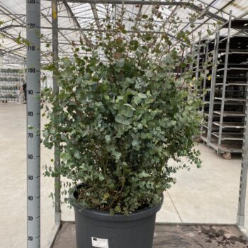 EUCALYPTUS STRUIK 55