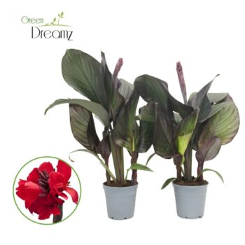 Canna Cannova Scarlet Bronze met Bloem