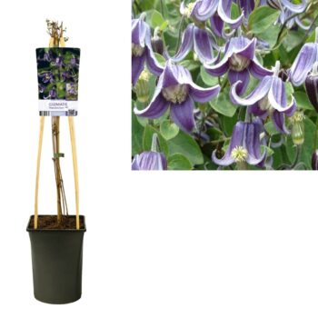 Clematis 'Fascination'