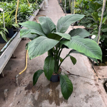 Spathiphyllum Sensation