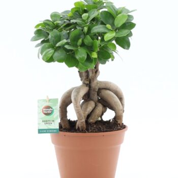 Ficus micr. Ginseng
