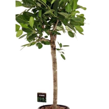 Ficus benghalensis Audrey