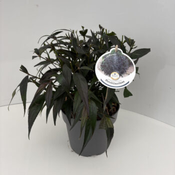 Strobilanthes anisop. Brunetthy