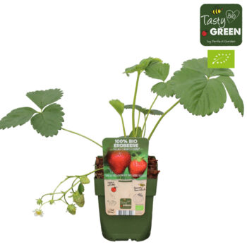 Fragaria x ananassa 'Korona